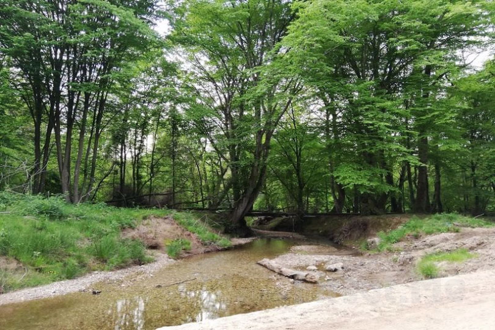 Günübirlik İğneada Dupnisa Mağarası Longoz Ormanları Turu