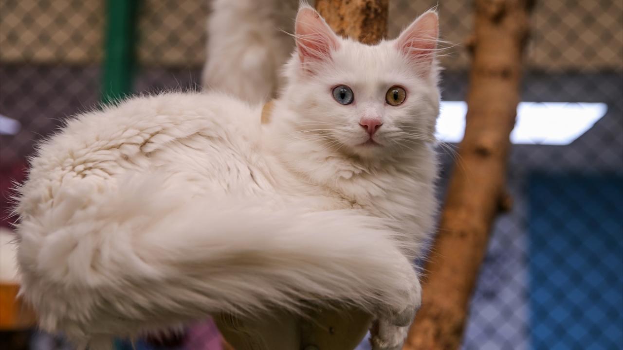 Uçaklı Van Kars Erzurum Turu | 3 Gece Otel Konaklamalı